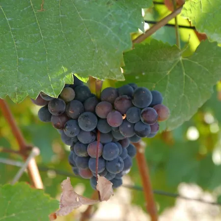 아파트 Rhein - Mosel Quartier 4 *