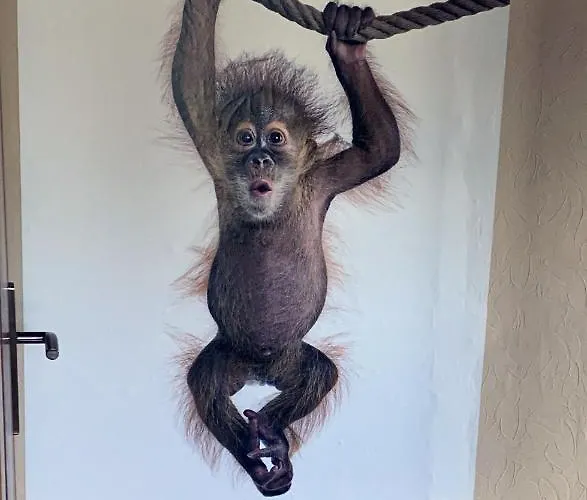 Rhein - Mosel Quartier 4 Boppard